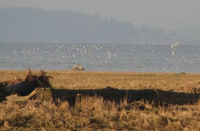 u40/sue_p/medium/26104712.e28dunlins2961.jpg