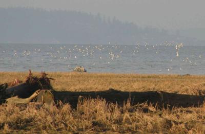 e 2-8 dunlins 2961.jpg