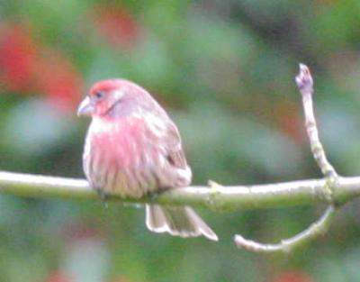 e 2-17 finch 3734.jpg