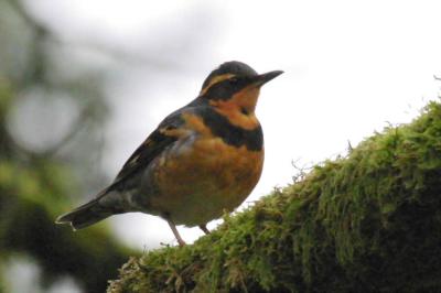 e 2-17 v thrush 3760.jpg