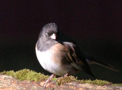 2-20 junco 3836.jpg