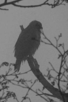 2-21 hawk 3869.jpg
