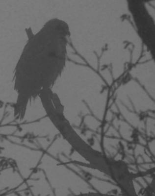 2-21 hawk in fog  crop 3869.jpg