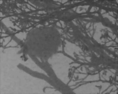 2-21 hawk in fog crop 3862.jpg