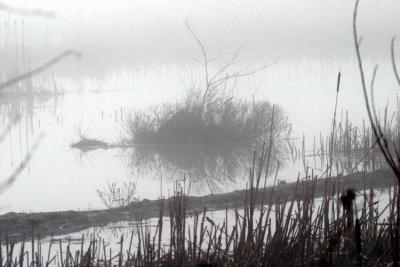2-21 inner marsh _3865.JPG