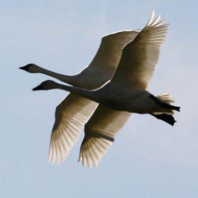 2-21 swans sync 3900.jpg