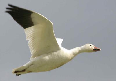 snow_geese