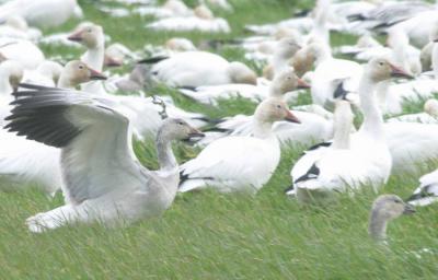 2-24 grass geese 4101.jpg
