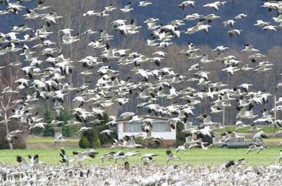 2-24 many geese 4080.jpg