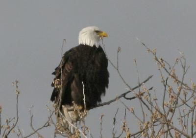 2-27 tree eagle_4211.JPG