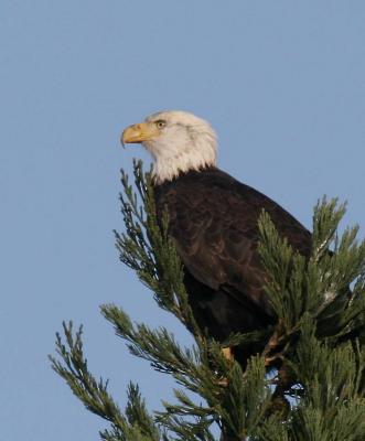2-1 eagle 5154.jpg