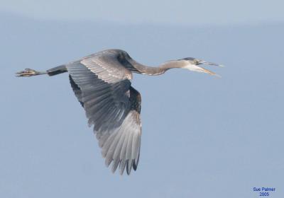 2-1 heron 5212.jpg