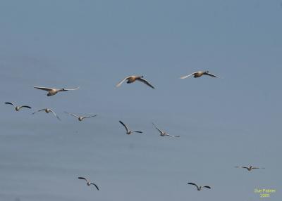 2-1 swans + geese incoming 5122.jpg