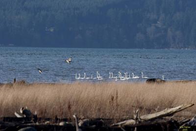 2-1 swans + 5170.jpg