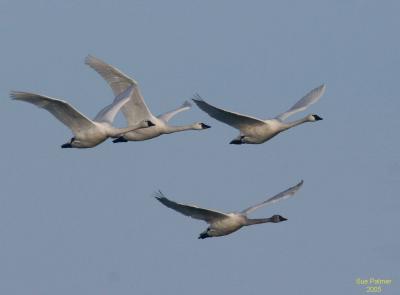 2-1 swans 5134.jpg