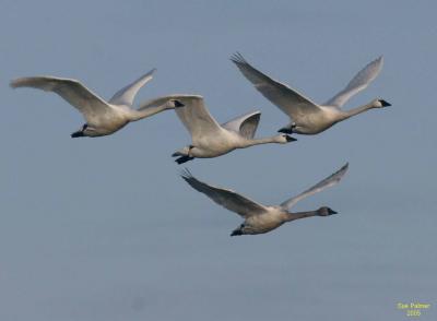 2-1 swans 5135.jpg