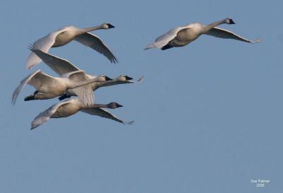 2-1 swans 5137.jpg