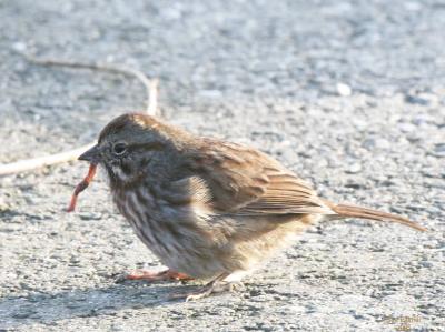2-1 sparrow 5143.jpg