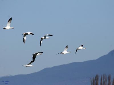 2-20 geese 6709.jpg