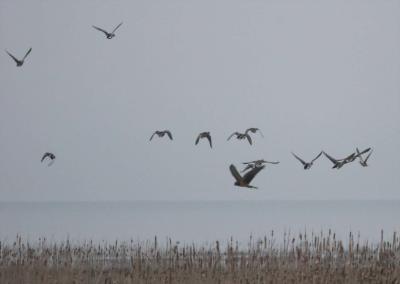 2-25 harried mallards 6893.jpg