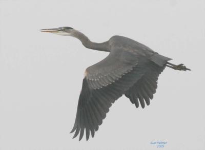 2-25 heron 6969.jpg