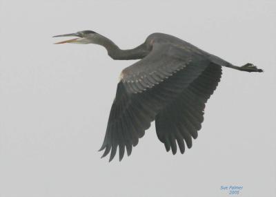 2-25 heron 6972.jpg