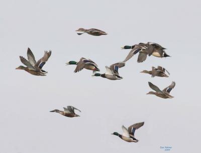 2-25 ducks mixed flight 7018.jpg