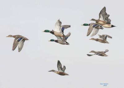 2-25 ducks mixed flight 7017.jpg