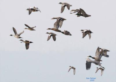 2-25 mixed flight 7010.jpg