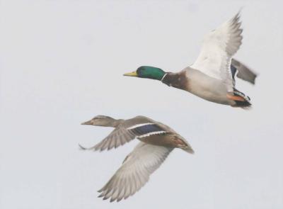 2-25 mallards 7015.jpg