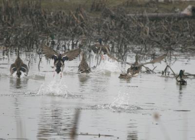 2-25 mallards 6876.jpg