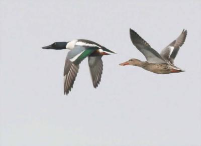 2-25 shovelers 7021.jpg
