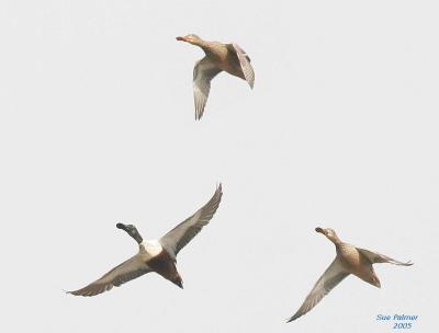 2-25 shovelers 7041.jpg