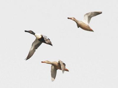 2-25 shovelers 7043.jpg