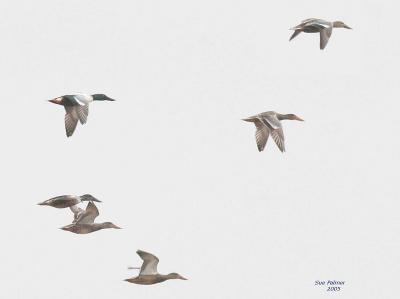 2-25 shovelers 7142.jpg