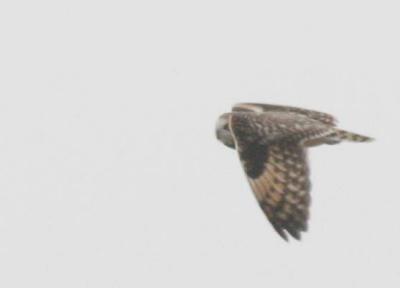 2-25 owl 6945.jpg