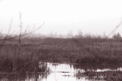 2-25 marsh bw 6853.jpg