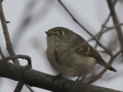 2-25 kinglet 6904.jpg