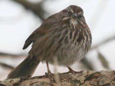 2-25 sparrow 6856.jpg