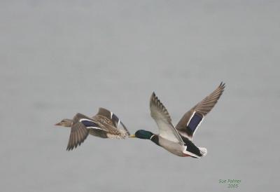 3-8 mallards 2804.jpg