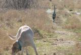 2-12 e dog ignores heron 3632.jpg