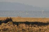 e 2-8 dunlins 2961.jpg