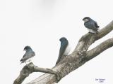 3-8 tree swallows 2758.jpg