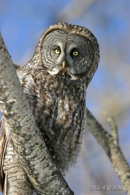 Great Grey Owl