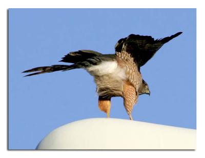 u40/tammie_and_russ/medium/39361774.CoopersHawk1.jpg