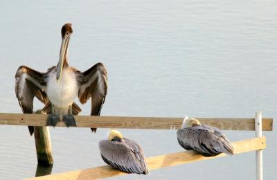 Pelicans at Port Aransas