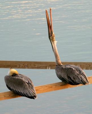 Pelicans at Port Aransas