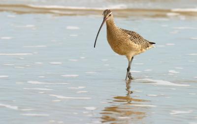 Padre Island National Park, Long-billed Curlew