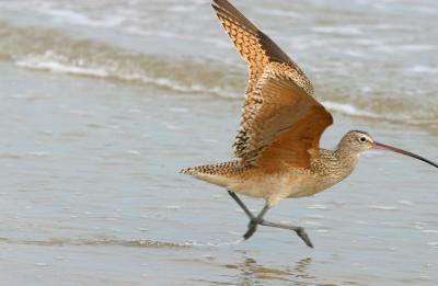 Padre Island National Park, Long-billed Curlew