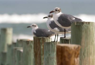 Padre Island National Park, Gulls